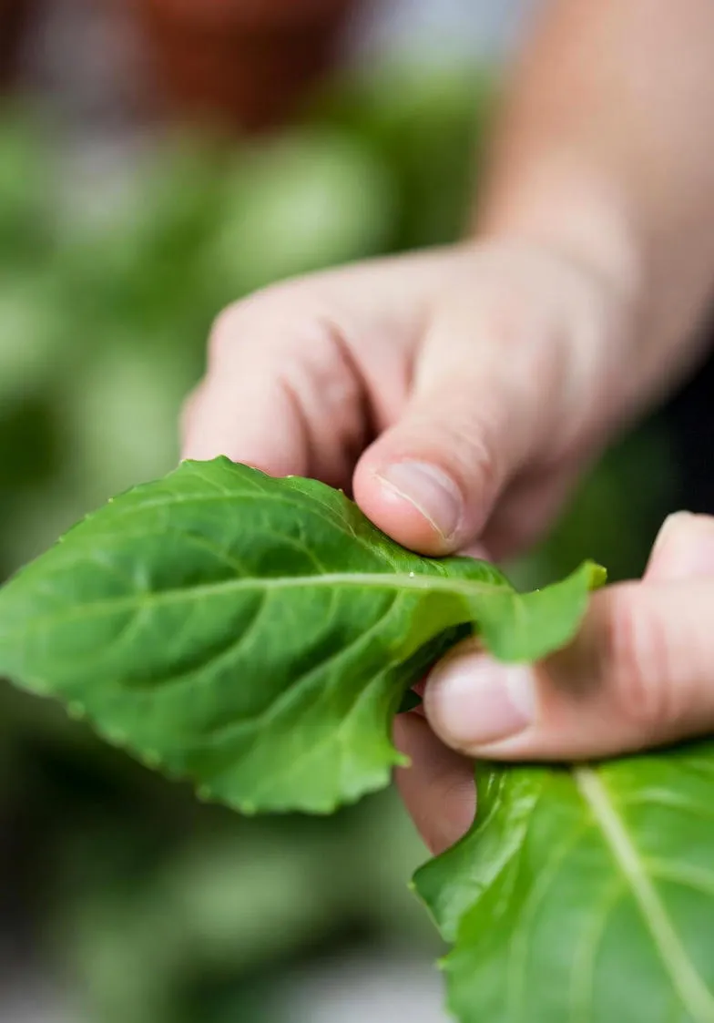 Detecting Nitrates in Food: Methods, Risks, and Safer Eating Tips